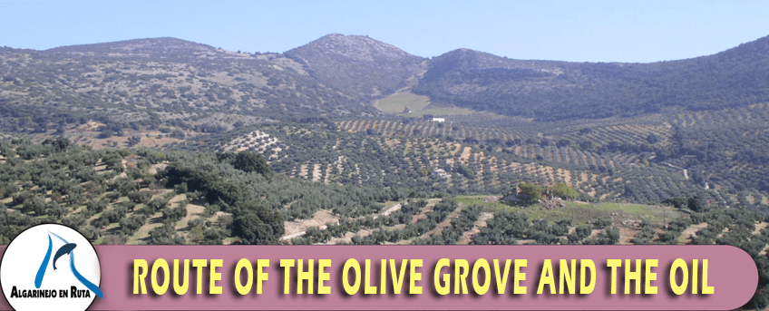 Route of the olive grove and the oil