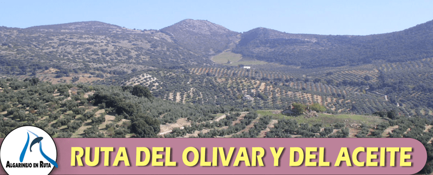 Ruta del olivar y el aceite